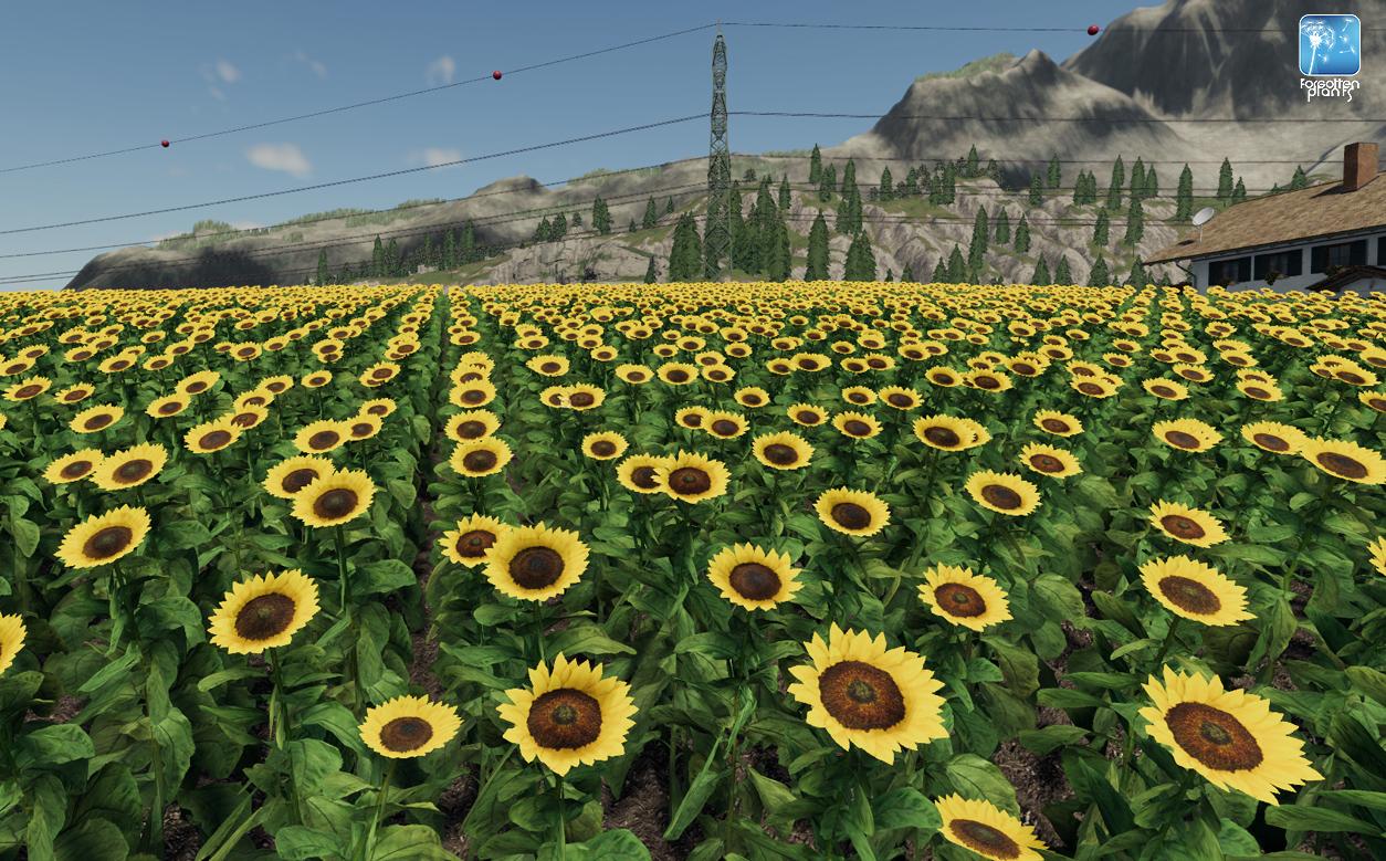 Forgotten Plants - Sunflower/Canola v 1.0