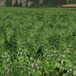 Forgotten Plants - Soybean v 1.0