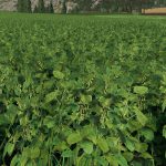 Forgotten Plants - Soybean v 1.0