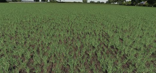 Realistic Cereal and Canola Crop Densities v1.0