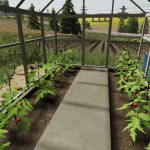 POLISH GREENHOUSE WITH TOMATOES V1.0